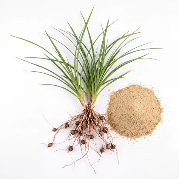 Cyperus Rotundus root extract